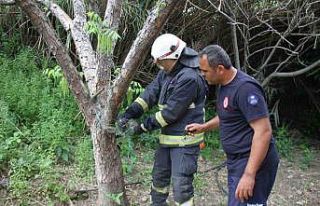 Serik’te ağlara dolanan yılanı itfaiye kurtardı