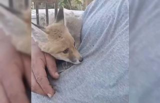 Siirt’te gördüğü tilkiyi bebek gibi sevdi