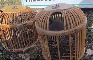 Siirt’te keklik avlayan kişiye 63 bin lira ceza...