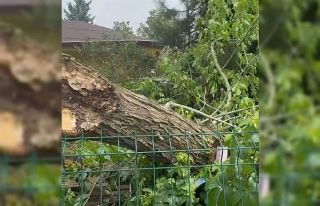 Siirt’te şiddetli rüzgar ağaçları devirdi