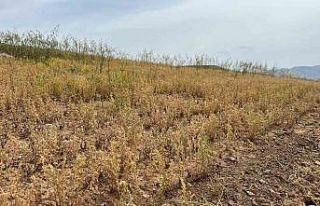 Siirt’te yılın ilk mercimek hasadı yapıldı