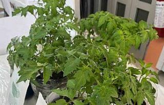 Sinop imam hatip öğrencilerinden tarıma yosunlu...