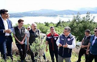 Sinop’ta 80 bin yabani zeytin ağacı aşılanacak