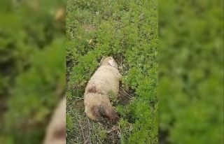 Sinop’ta başıboş köpekler 2 küçükbaş hayvanı...