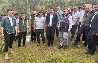 Sinop’ta Delice zeytinleri aşılanarak ekonomiye...