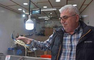 Sinop’ta dev mavi yengeç görenleri şaşırttı