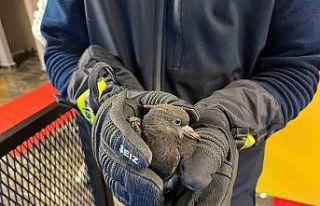 Sinop’ta yaralı bulunan güvercin tedaviye alındı