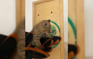 Şırnak’ta nadir görülen saz kedisi yavrusu bulundu