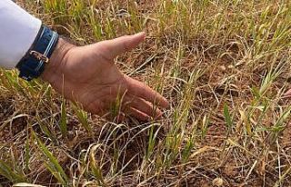 Şırnak’ta susuz tarım ürünlerinde erken kuruma...