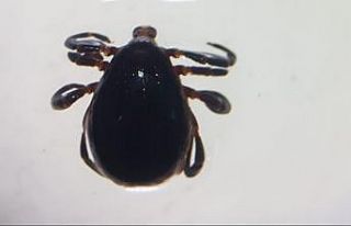 Sivas’ta 8 kişiye KKKA tanısı konuldu, 1 kişi...