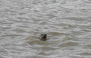 Sivas’ta nesli tehdit altındaki su samuru görüntülendi