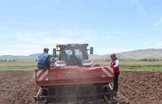 Sivas’ta tohumluk patatesler toprakla buluştu