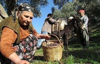 Sofralık zeytin ihracatı 128 milyon dolardan 162...
