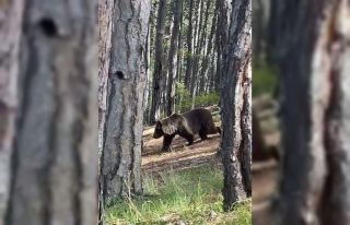 Soğuksu Milli Parkı’nda ayılar görülmeye başlandı