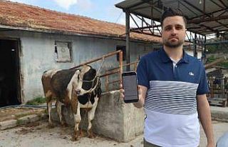 Sosyal medyada gördüğü kurbanlık danaları almak...