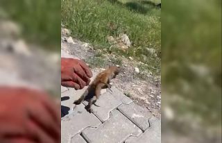 Su giderine sıkışan kedi kurtarıldı