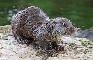 Su samuru avladığı yengeci yerken görüntülendi