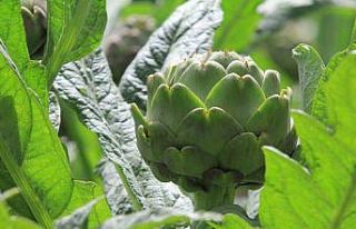 Şubatta sıraya girenler ’göbeği’ni alabildi