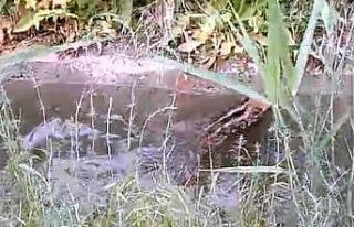 Sulama kanalına düşen domuz yavrusunun kanaldan...