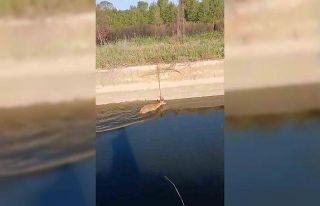 Sulama kanalına düşen karaca vatandaşlar tarafından...