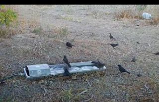 Suluklar, sıcak havalarda yaban hayatının can damarı...