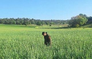 Süne zararlısına karşı mücadele sürüyor