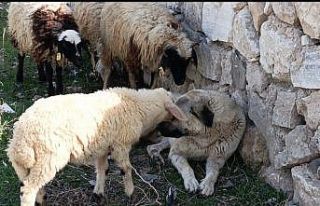 Sürünün sessiz koruyucusu, kalpleri fethetti