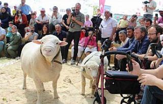 Talas’ta İle De France koyun ırkları yarıştı