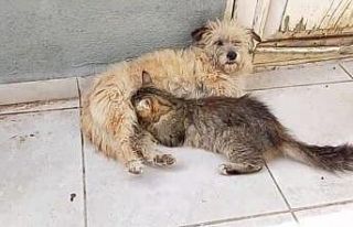 Tarçın adlı dişi köpek kedilere annelik yapıyor