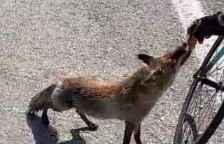 Tarihi yarımadanın maskotu olan tilki, sporcunun...