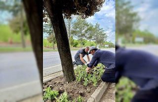 Taşköprü, 70 bin kadife çiçeğiyle renkleniyor