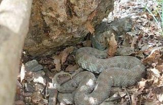 Tek ısırığı bir insanı öldürmeye yetiyor:...