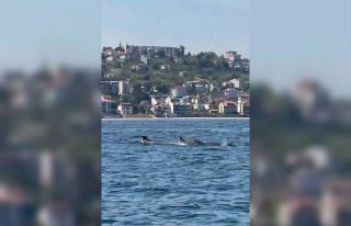 Tekirdağ açıklarında yunus sürüsü görüntülendi