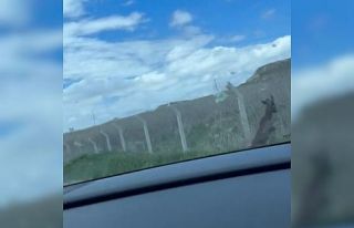 Tel örgüler arasında mahsur kalan karaca ne tarafa...