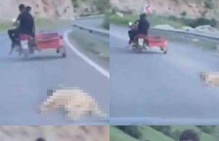 Telef olan köpeği sürükleyen şahsa 50 bin TL...