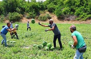 Tescilli Adana karpuzunda hasat başladı: Kilogramı...