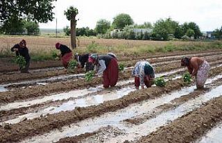 Tescilli Birecik Patlıcanda ekim zamanı