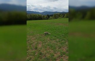 Tilkinin dronla imtihanı sosyal medyada büyük ilgi...