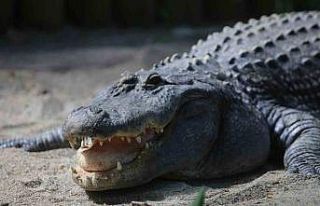 Timsah güney banyosu keyfi...