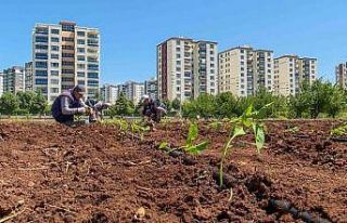 Tohumculukta dışa bağımlılığı bitirecek proje