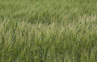 Trakyalı çiftçilerin umutlu bekleyişi