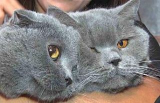 Travmatik geçmişleri olan kediler sosyalleşiyor