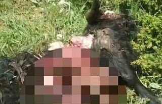 Tunceli’de ayı dehşeti: Bir kişi yaralandı,...