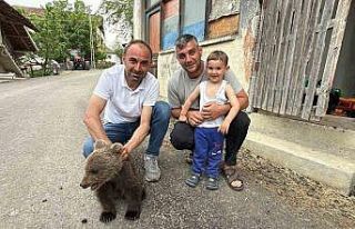 Türkeli’de annesiz bulunan yavru ayı kurtarıldı