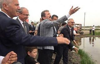 Türkiye’nin ikinci büyük çeltik üretim merkezi...