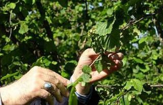TZOB Genel Başkanı Bayraktar, Giresun’da zirai...