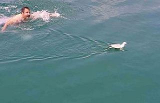 Uçamadığı için barajda mahsur kalan martıyı...