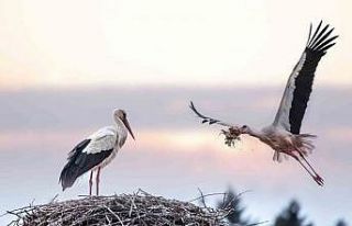 ‘Uluslararası Bursa Leylek Şenliği’ başlıyor