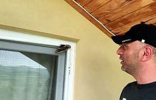 Ünlü ressam Vincent Van Gogh’un ilham kaynağı...