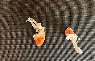 Uyuşturucu ham maddesi ele geçirildi